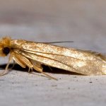 How to remove food moth