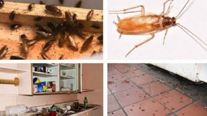 How to get cockroaches out of an apartment forever at home