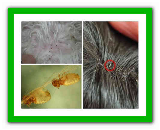 How to remove lice from dogs, how dangerous they are and what folk remedies are