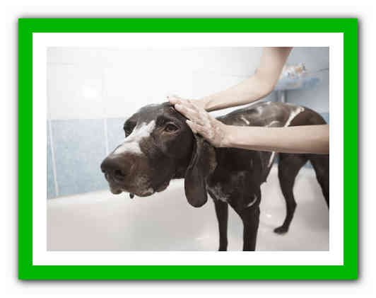 كيفية إزالة القمل من الكلاب ، ومدى خطورتها وما هي العلاجات الشعبية