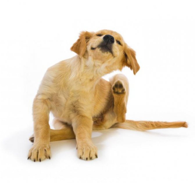 Как да премахнете въшките от кучета, колко опасни са те и какви са народните средства