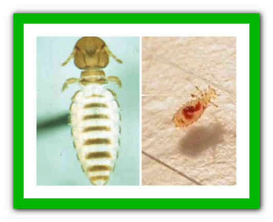 How to remove lice from dogs, how dangerous they are and what folk remedies are