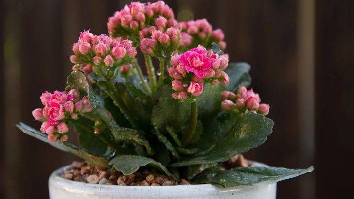 How to take a shoot from a Kalanchoe