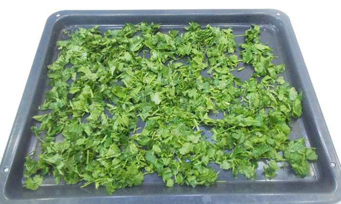 How to prepare cilantro for the winter and preserve the flavor?
