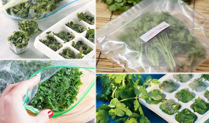 how to freeze cilantro