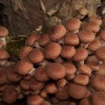hur man fryser svampar på vintern