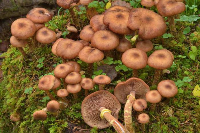 how to freeze honey mushrooms for the winter recipes