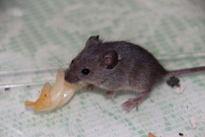 كيفية تحميل مصيدة فئران خطوة بخطوة. اشحن واضبط مصيدة الفأر بشكل صحيح. أصناف من مصائد الفئران عصامي