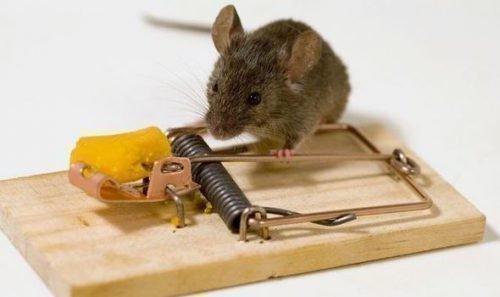 كيفية تحميل مصيدة فئران خطوة بخطوة. اشحن واضبط مصيدة الفأر بشكل صحيح. أصناف من مصائد الفئران عصامي