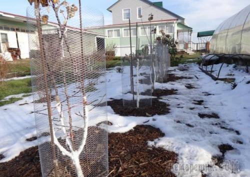 Hur man skyddar unga träd på vintern. Pålitliga skyddsmetoder
