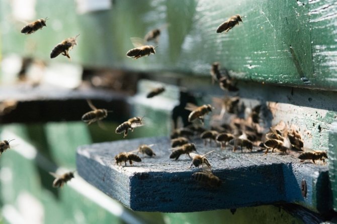 cum să vă protejați de alergiile la viespi, foto