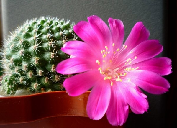 How to make a cactus bloom