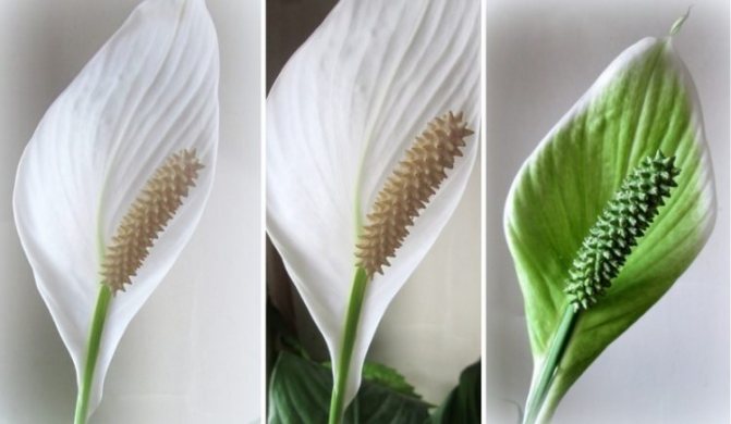 Cum să faci spathiphyllum să înflorească acasă