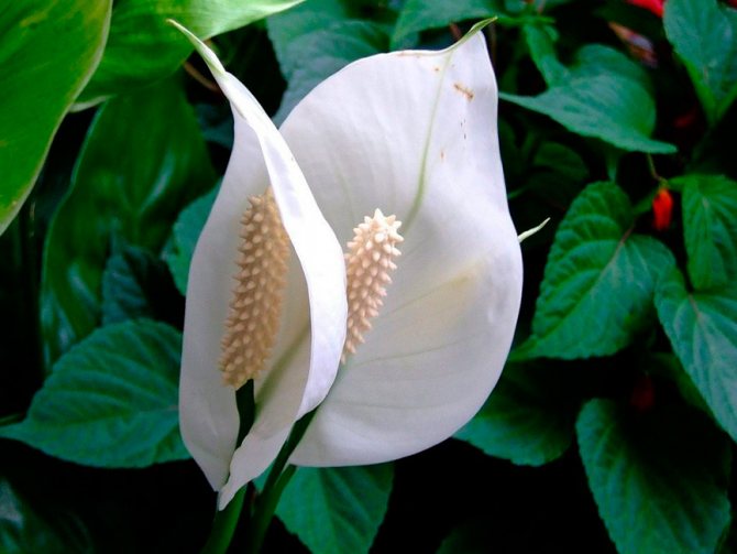 How to make spathiphyllum bloom at home