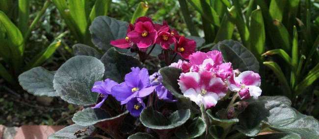 Bagaimana membuat bunga ungu di rumah?