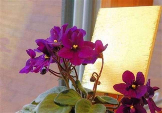 Jak udělat fialový květ doma?