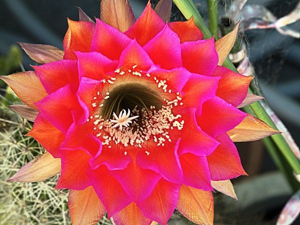 hur man gör en kaktus blomning
