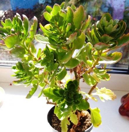 How to make Kalanchoe bloom.