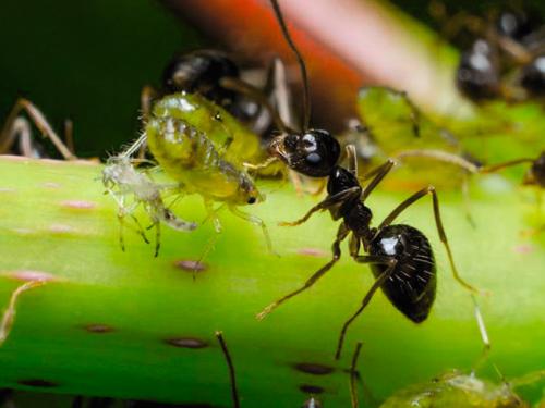 Hur övervintrar myror?