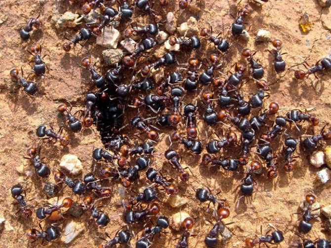 Hur övervintrar myror?