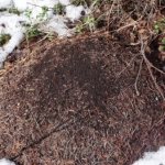 How do garden ants hibernate - how do ants prepare for winter?