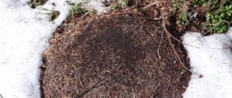 Как зимният сън на градинските мравки - как се подготвят за зимата?
