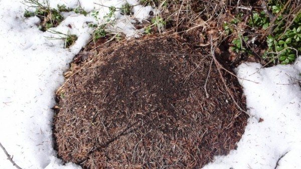 Hur sover trädgårdsmyror i viloläge - hur förbereder sig myror för vintern?