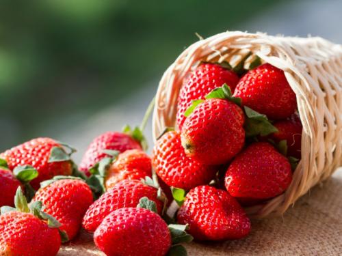 Quelle fraise est la meilleure remontante ou régulière. Fraise nature ou remontante - quel est le meilleur?
