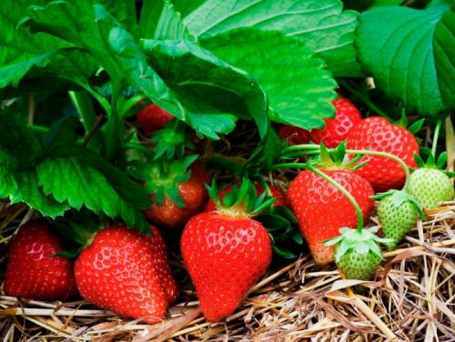 Quelle fraise est la meilleure remontante ou régulière. Fraise nature ou remontante - quel est le meilleur?
