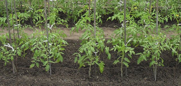 Welche Art von Erde und Anbauraum brauchen Tomaten?