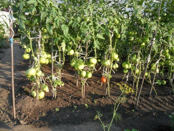 Jakou půdu a podmínky pěstování rajčata potřebují?