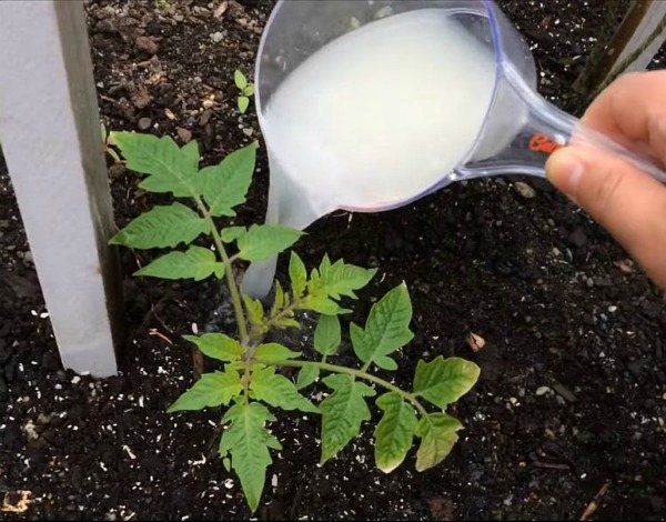 What soil and growing conditions do tomatoes need?