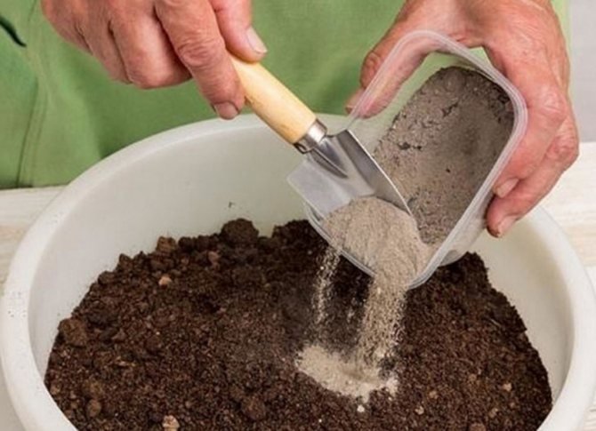Каква почва е подходяща за кориандър