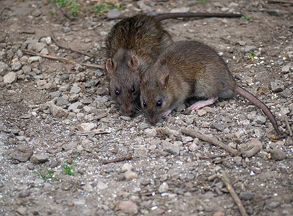 Ce boli poartă șobolanii?
