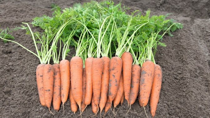 Какво представляват семената от моркови, как да ги изберете правилно, да ги засадите и отгледате сами