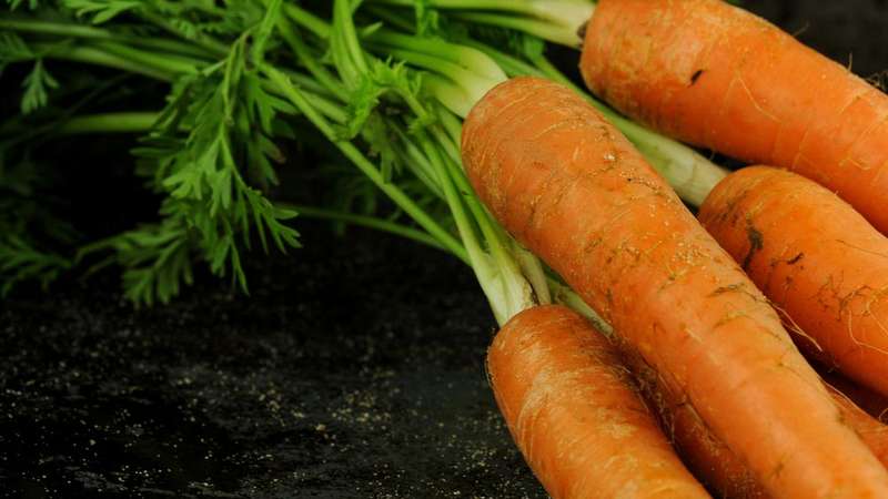 What are carrot seeds, how to choose them correctly, plant and grow them yourself