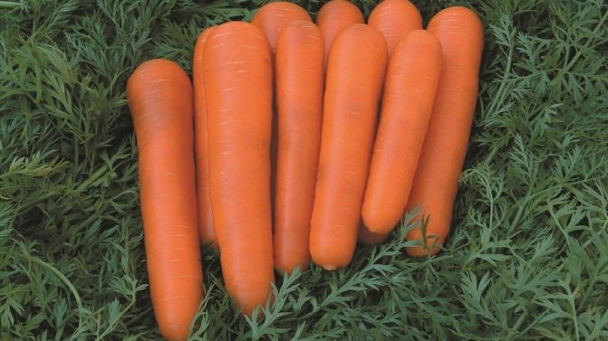 Ce sunt semințele de morcov, cum să le alegi corect, să le plantezi și să le crești singur