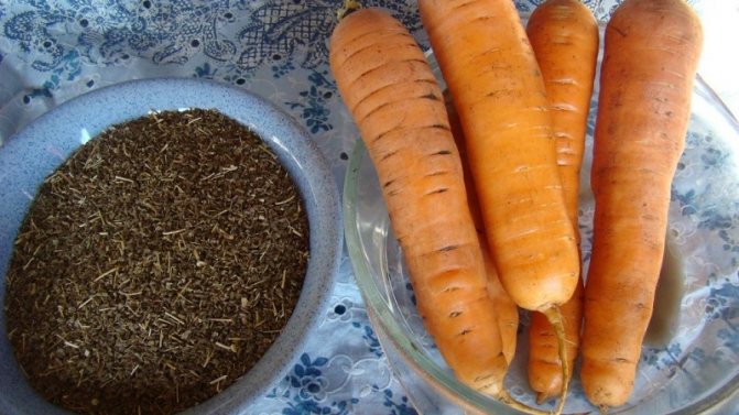 Ce sunt semințele de morcov, cum să le alegi corect, să le plantezi și să le crești singur