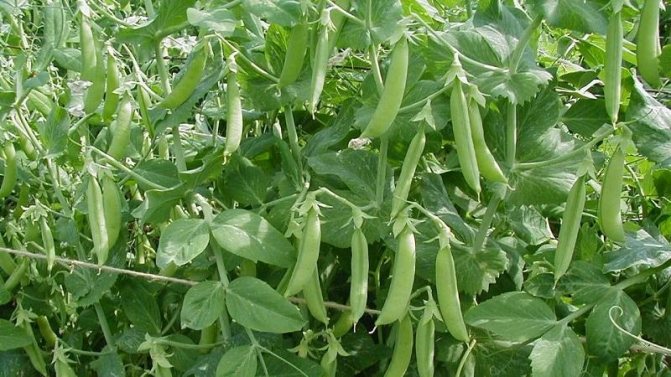 What are the varieties of peas - an overview of the varieties with photos and detailed descriptions