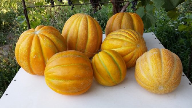Vilka typer och varianter av meloner