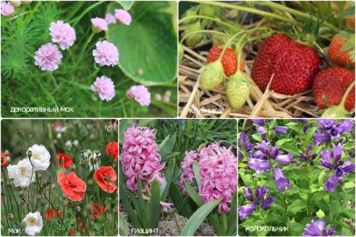 What flowers love acidic soil. Plants for acidic, slightly acidic and neutral soils
