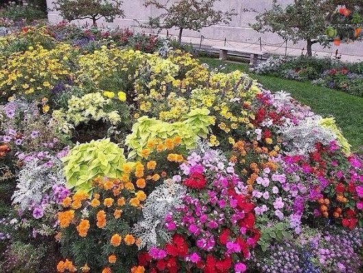 Vilka blommor kan planteras före vintern