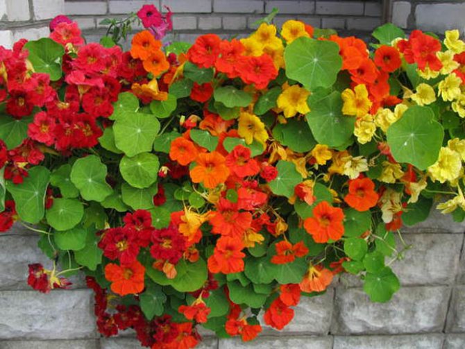 Welche Blumen können auf einem sonnigen und schattigen Balkon wachsen