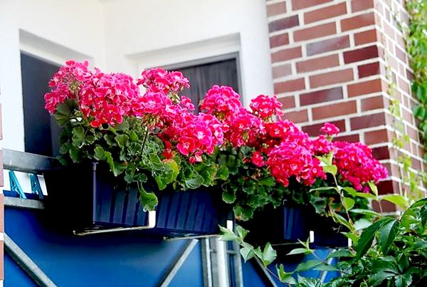 Ce flori pot fi cultivate pe un balcon însorit și umbrit
