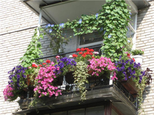 Jaké květiny lze pěstovat na slunném a zastíněném balkonu