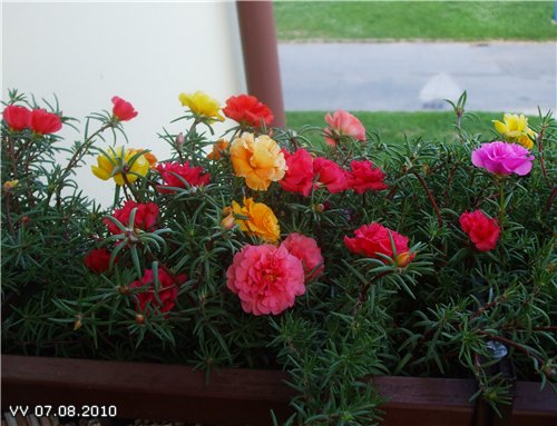 Vilka blommor kan odlas på en solig och skuggig balkong
