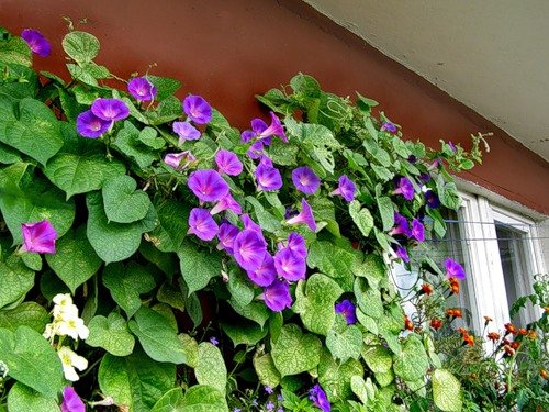 Welche Blumen können auf einem sonnigen und schattigen Balkon wachsen