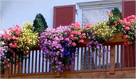 Jaké květiny lze pěstovat na slunném a zastíněném balkonu