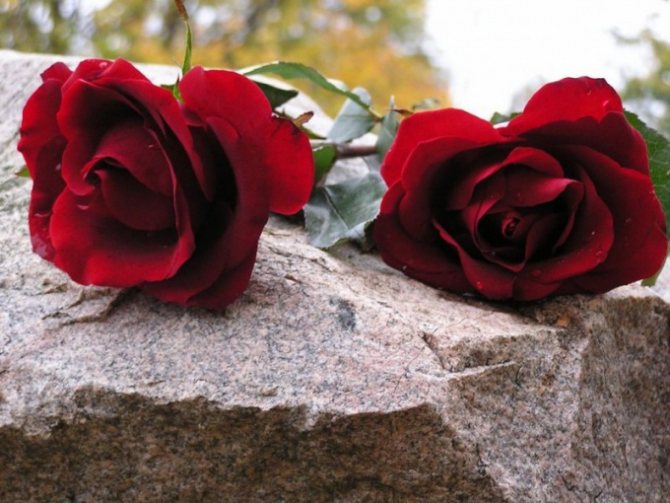 Jaké květiny by se měly nosit na hřbitově - růže