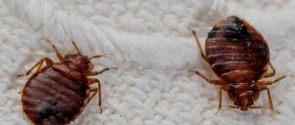 What essential oils repel bedbugs
